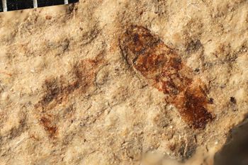 Media type: image;   Entomology PALE-20659